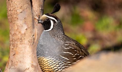 different breeds of quail in the philippines