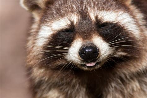 Wild Raccoon Moves Into Zoo, And Zookeepers Have To Let Him Stay ...