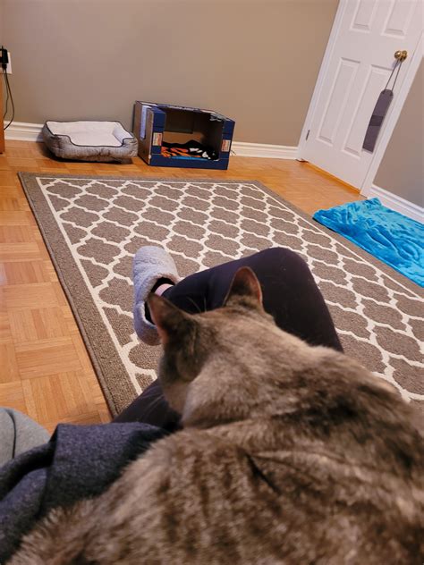 updated photos of princess Jackie living her best life : r/lynxpointsiamese