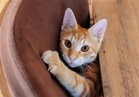 how much is it to get my cat declawed