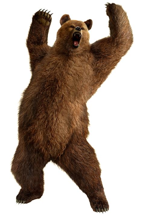 bear PNG