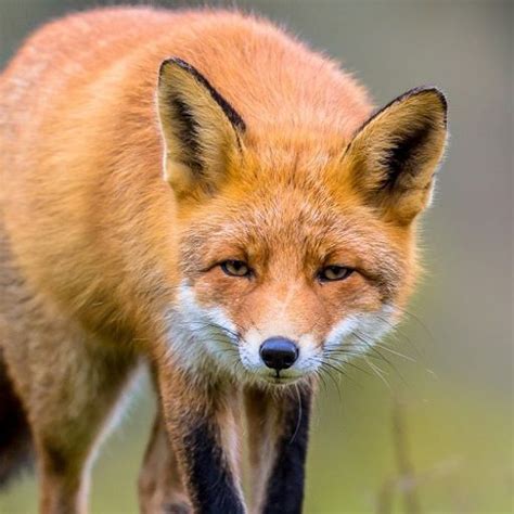 Profil de Fox sur Onche, votre espace de liberté