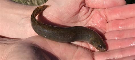 Kōwaro - Canterbury Mudfish | Environment Canterbury