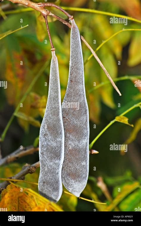 Wisteria seed pods Stock Photo - Alamy