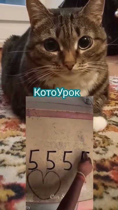 Рисуем #котики #котоурок #рисование - YouTube
