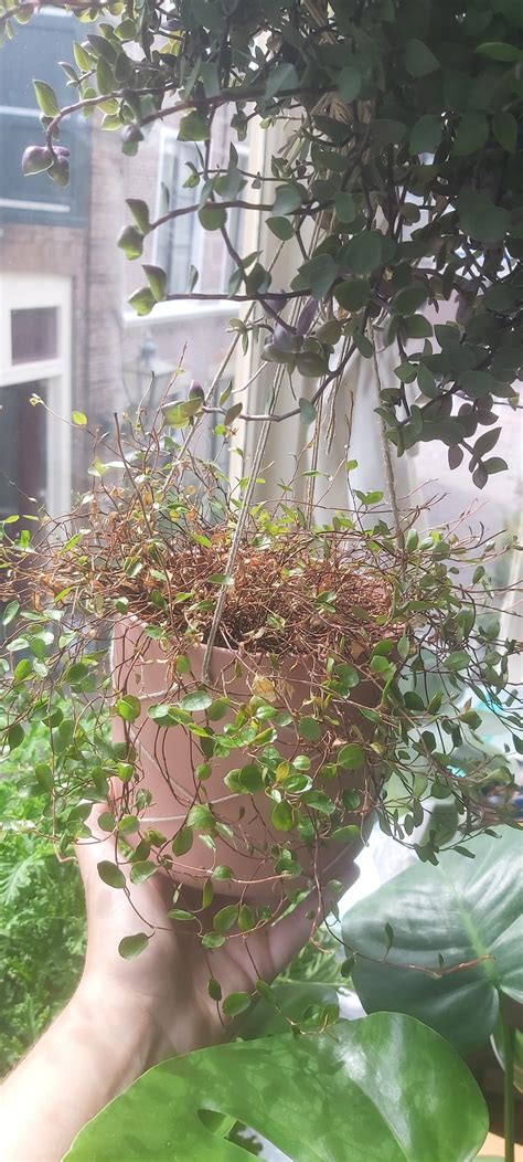 What's up with my maidenhair vine? She did this once before and we