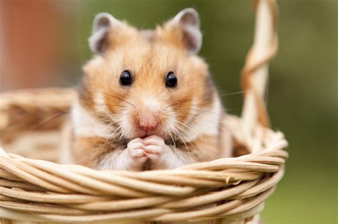 O Que Significa Hamster