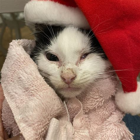 guilford county animal services 8
