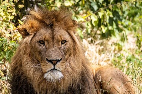 8,000+ Best Lion Images & Free HD Stock Photos - Pixabay