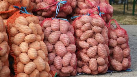 Картофель Лапоть: описание сорта, фото, отзывы о вкусовых качествах и ...