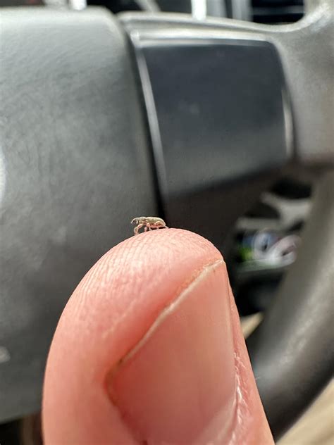 Tiny Weevil Time! : r/weeviltime