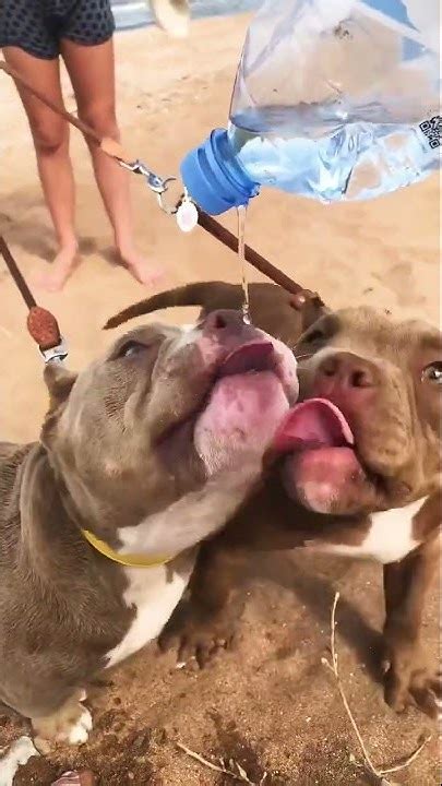 АМЕРИКАНСКИЙ БУЛЛИ [ имидж - ничто , жажда все - все ] #americanbully # ...