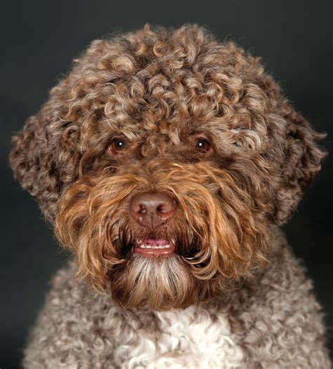 America Welcomes the Lagotto Romagnolo | Natural pet food, Natural pet ...