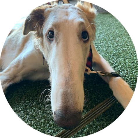 borzoi-test CDN by jsDelivr - A free, fast, and reliable Open Source CDN