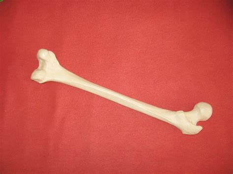 bone  stock photo public domain pictures