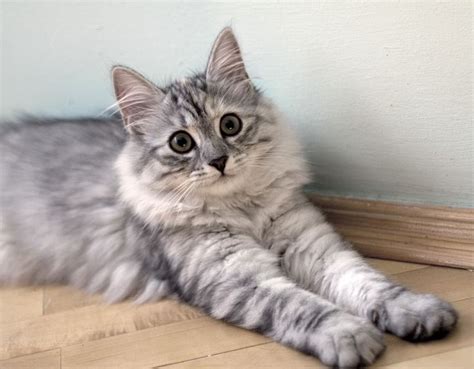 #siberian #cat | Siberi kass | Pinterest