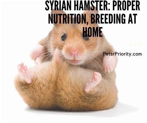 Syrian hamster- Proper Nutrition, Breeding at Home | Syrian hamster ...