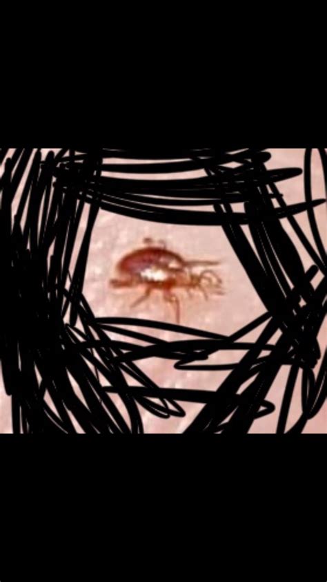 Is this a bed bug? Found on dog : r/Bedbugs