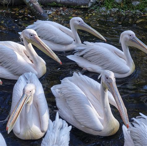 several white pelicans are swimming in the water