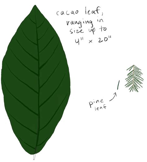 trees  differently shaped leaves washington post