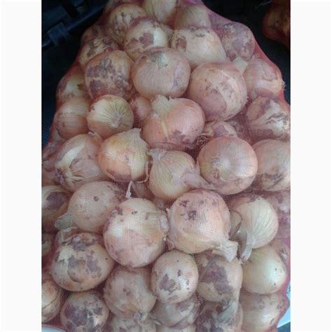 Продам Лук оптом — Agro-Uzbekistan