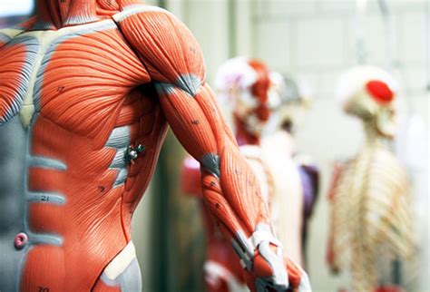 basic anatomy   class fox valley technical college