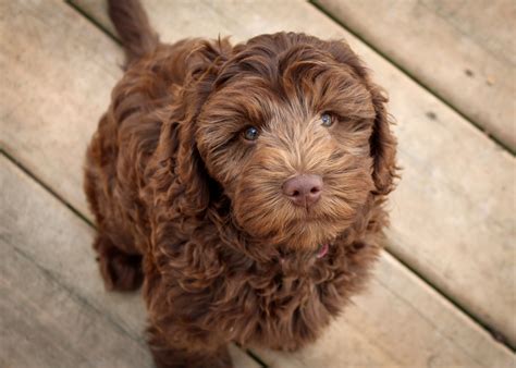 Gallery - Hillmeadow Cobberdogs