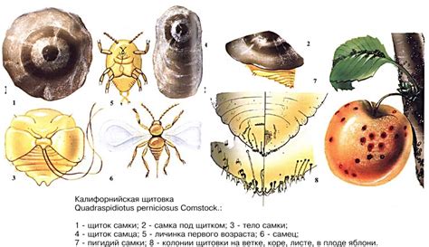 Санитарно-Гигиеническая Служба - Уничтожение щитовки