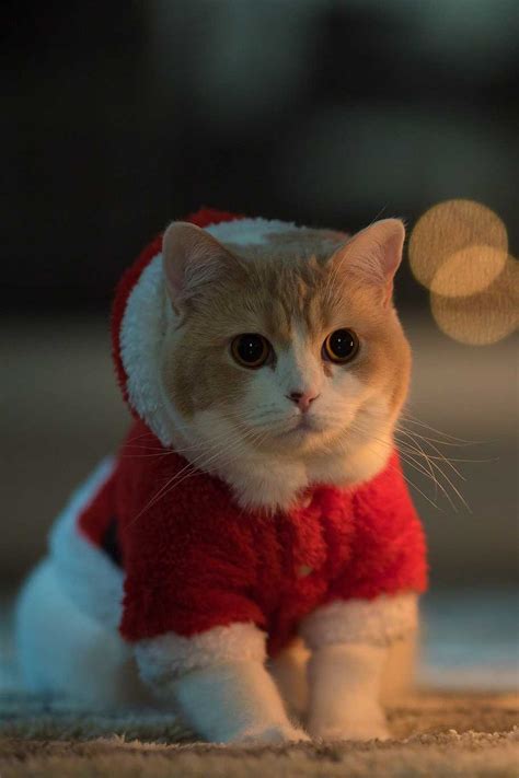 Christmas Cat Wallpaper | WhatsPaper