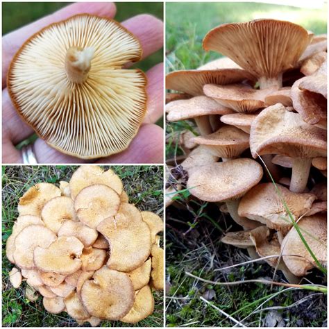 Identification request: Washington DC metro area : r/mycology