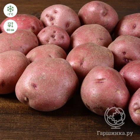 Картофель Снегирь (репродукция Супер-Элита) 10шт. купить в Москве по ...