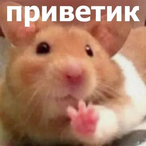 Набор стикеров для Telegram «Забавные животные 4»