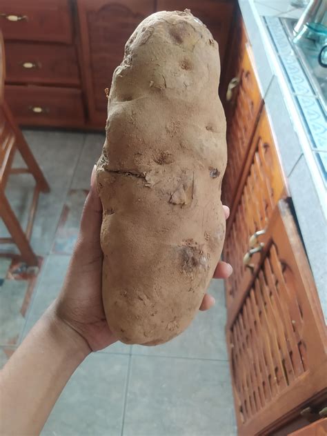 My Giant Potato : r/mildlyinteresting