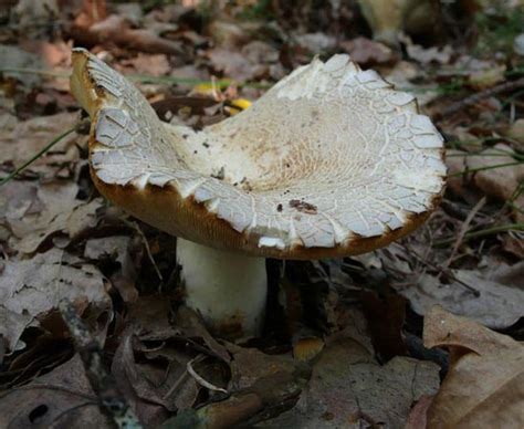 Грибы грузди - AgroFlora.ru