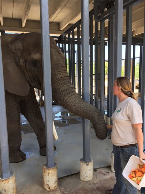 Virginia Zoo elephants arrive at their new home at Zoo Miami
