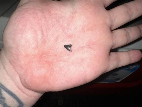 Tiniest shark tooth I’ve ever seen : r/SharkLab