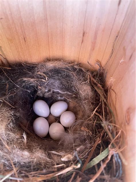 Ruby Crowned Kinglet Nest