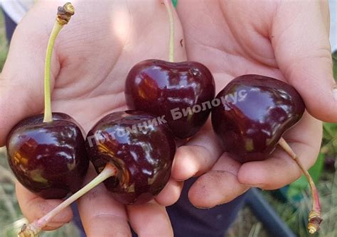 Черешня Бычье сердце (Воловье сердце) саженцы купить в Москве по цене ...