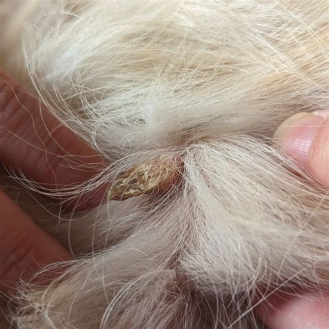 Pap Virus In Dogs