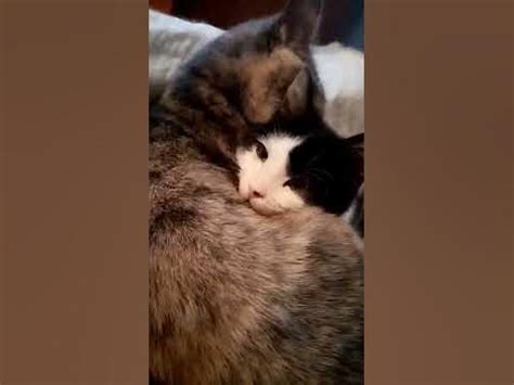 Мусики! - YouTube