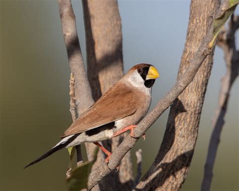 Masked Finch | BirdForum
