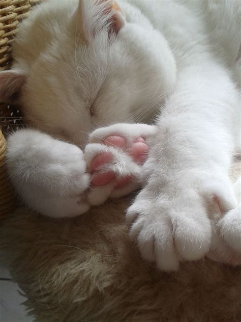 beautiful pluis beautiful