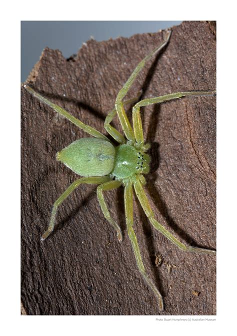 Giant Australian Huntsman Spider