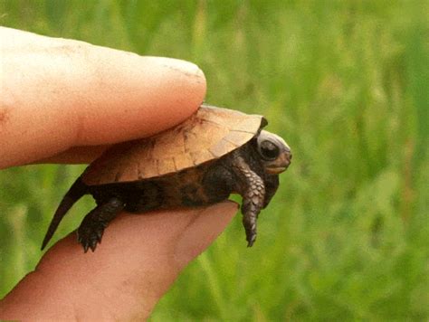 Turtle Gif - IceGif