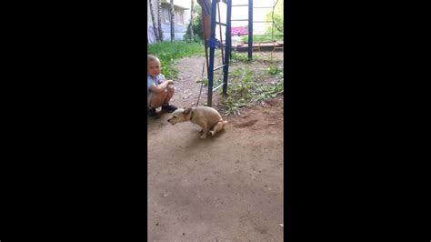 собака чешет жопу - YouTube
