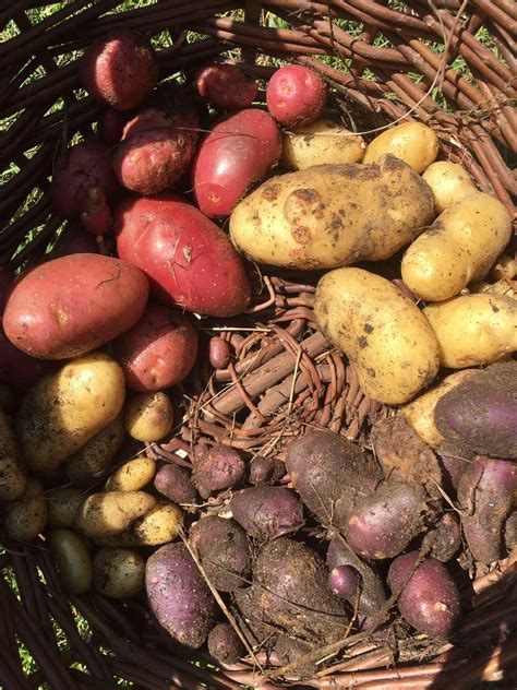 Discover more like Garden: Potato harvest!! and Related Content | Scrolller