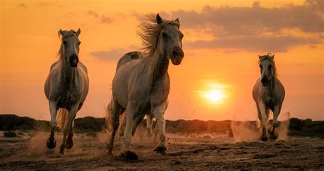The Rule of Odds in Photography: How to Create Balanced Compositions ...
