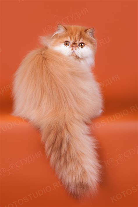 Персидские кошки - Породы кошек с фотографиями - Котостудия