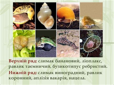 Тип молюски. Клас черевоногі - презентация онлайн
