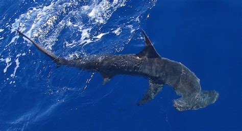 fis00283 | Scalloped hammerhead shark . Image ID: fis00283, … | Flickr
